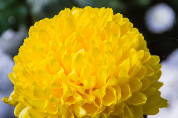 Beautiful yellow Chrysanthemums flower, also known as mums or chrysanths, are flowering plants of the genus Chrysanthemum in the family Asteraceae. They are native to Asia and northeastern Europe.