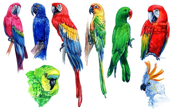 Bright parrots. Watercolor drawings isolated on white background.