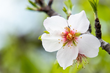 Almond blossom