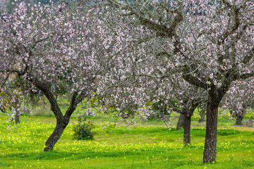 Almond blossom in Mallorca
