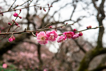 梅