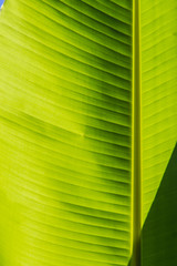 Green leaf pattern of banana tree for background. Colorful exotic banana leaf under bright sunlight.