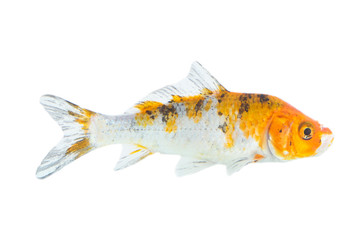 Image of colorful koi fish on white background . Animal. Pet.