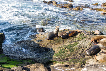 Fototapeta premium La Jolla Cove 