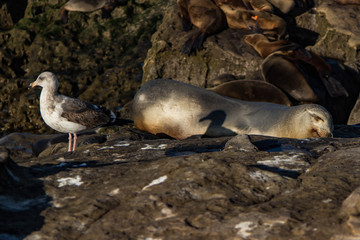 La Jolla Cove 