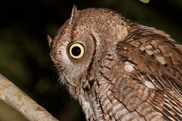 Eastern screech owl - Megascops asio