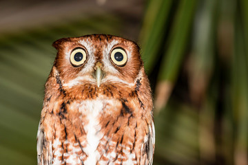 Eastern screech owl - Megascops asio