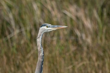 Great blue heron - Ardea herodias