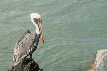 A male brown pelican perched on jetty rocks - Pelecanus occidentalis