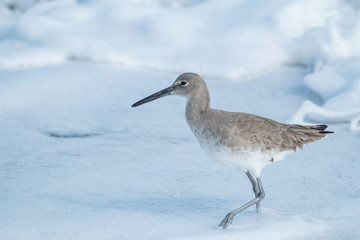 Willet - Ringa semipalmata