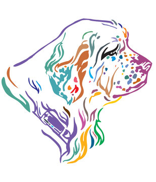 Colorful decorative portrait of Dog Clumber Spaniel vector illustration