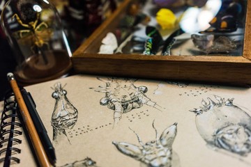 Naturalist Sketches of various insects with entomology specimens