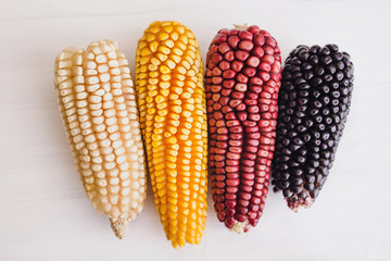 mexican Corn crop in different colors in mexico