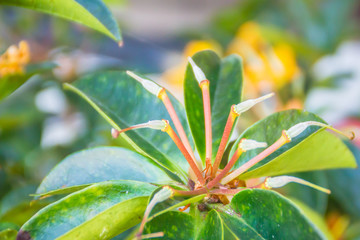 Beautiful bright yellow flowers of Rhododendron macgregoriae, a rhododendron species native to Indonesia and Papua New Guinea