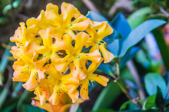 Beautiful bright yellow flowers of Rhododendron macgregoriae, a rhododendron species native to Indonesia and Papua New Guinea