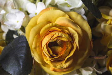 silk yellow rose on black background