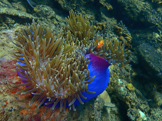 Fototapeta na wymiar Close-up with Anemone fish in underwater world diving Sabah, Borneo. 