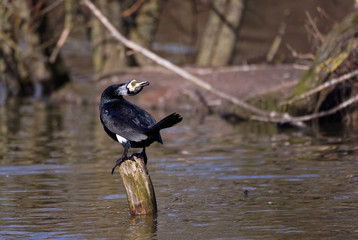 Grand cormoran à la saison des amours