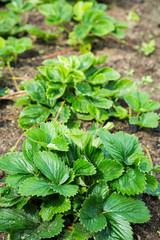 Strawberry plants in fruit garden