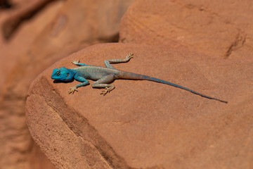 Naklejka na ściany i meble The Sinai agama (Pseudotrapelus sinaitus, formerly Agama sinaita) is an agamid lizard found in arid areas of southeastern Libya, Egypt.