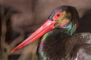 Portrait de Cigogne noire