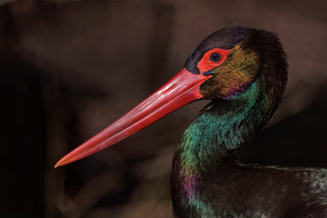Portrait de Cigogne noire