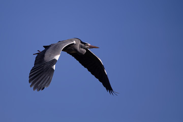 Héron cendré en vol