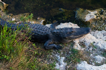 Alligator in Everglades National Park, Florida