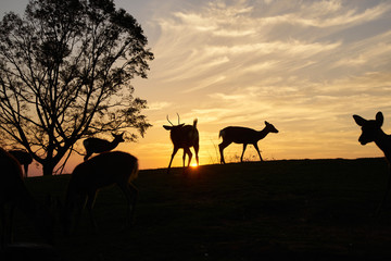 Fototapeta na wymiar 奈良公園若草山の鹿