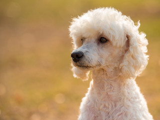 White poodle