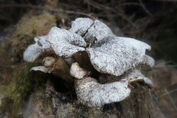 Wild mushrooms of unknown breed. 