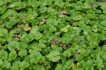 静岡県伊豆市筏場のわさび田　冬