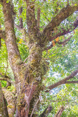 Abstract texture of the green tree trunk with mossy background.