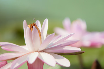 pink water lily on green background