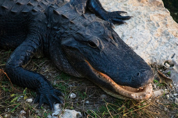 Alligator close-up in Everglades National Park, Florida USA