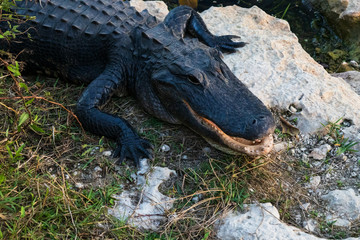 Alligator close-up in Everglades National Park, Florida USA