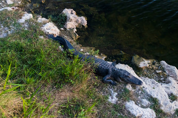Alligator in Everglades National Park, Florida USA