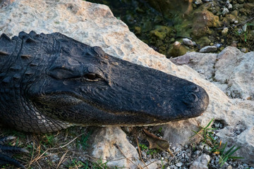 Alligator close-up in Everglades National Park, Florida USA