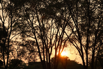 tree at sunset