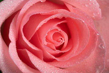 Fototapeta na wymiar macro of pale pink rose wet with dew drops