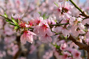 In full bloom in the peach blossom