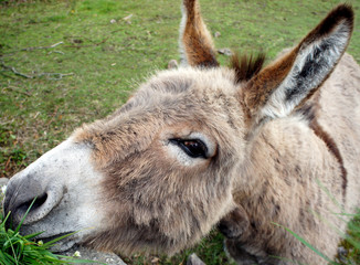 Portrait of an old donkey.
