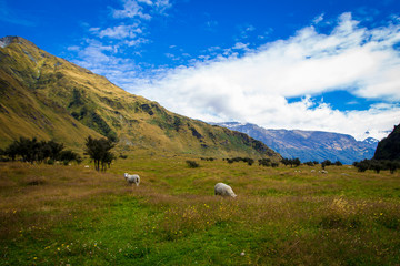 Fototapeta premium sheep in a valley