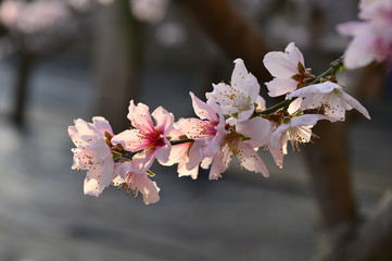 In full bloom in the peach blossom