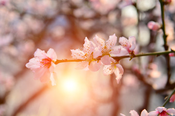 In full bloom in the peach blossom