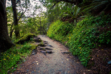 Hiking trail in New Zealand