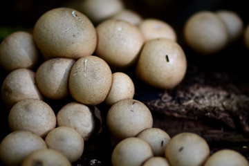 Lycoperdon pyriforme