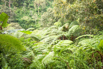  Forest Fern Plants