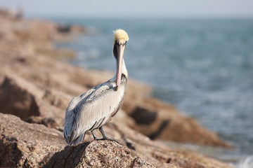 Brown pelican perched on  breakwater