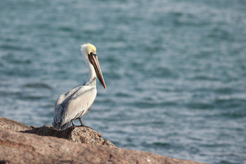 Brown pelican perched on a rock port aransas texas